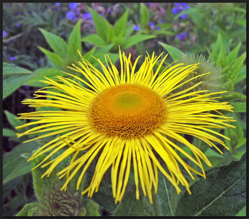 Blüte vom echten Alant