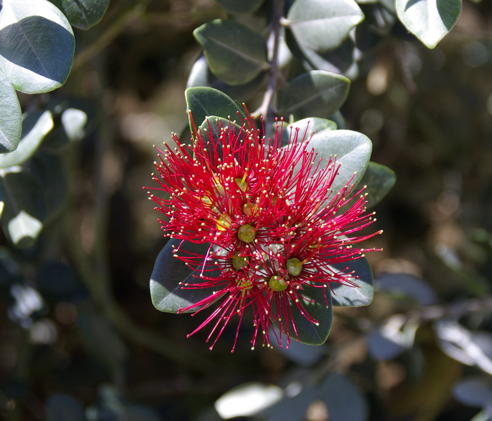 Blüte vom Eisenholzbaum