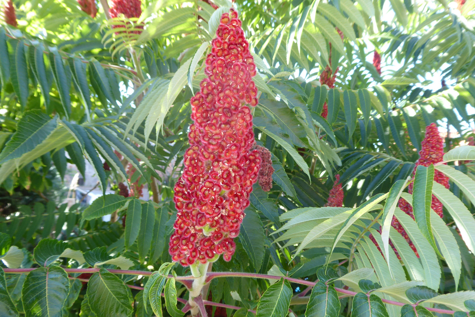 Blüte vom Essigbaum