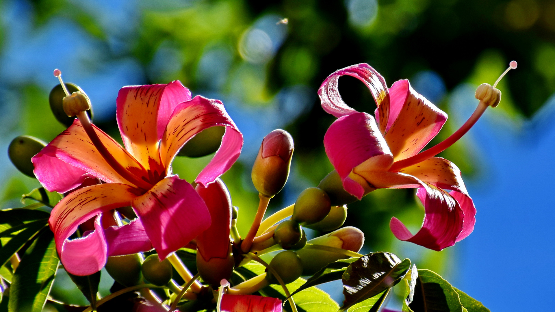 Blüte vom Flaschenbaum...