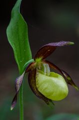 Blüte vom Frauenschuh