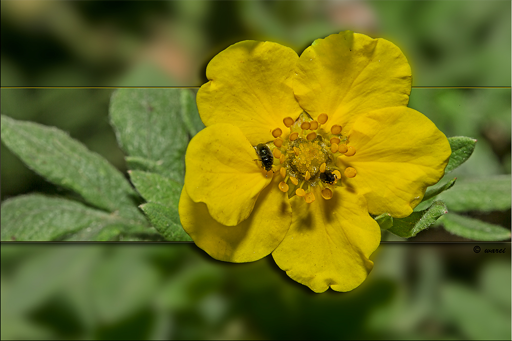 Blüte vom Fünffingerstrauch