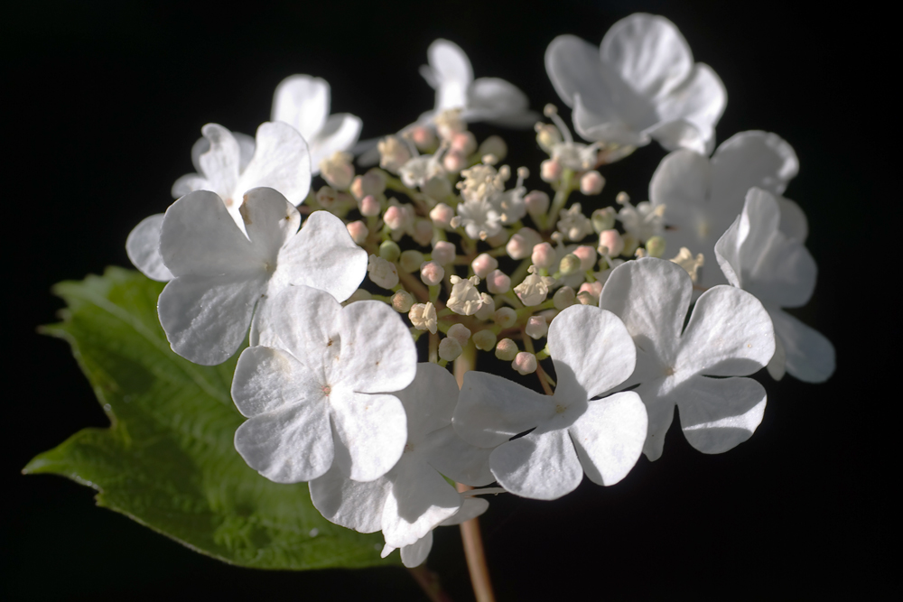 Blüte vom Gewöhnliche Schneeball (Viburnum opulus)