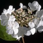 Blüte vom Gewöhnliche Schneeball (Viburnum opulus)