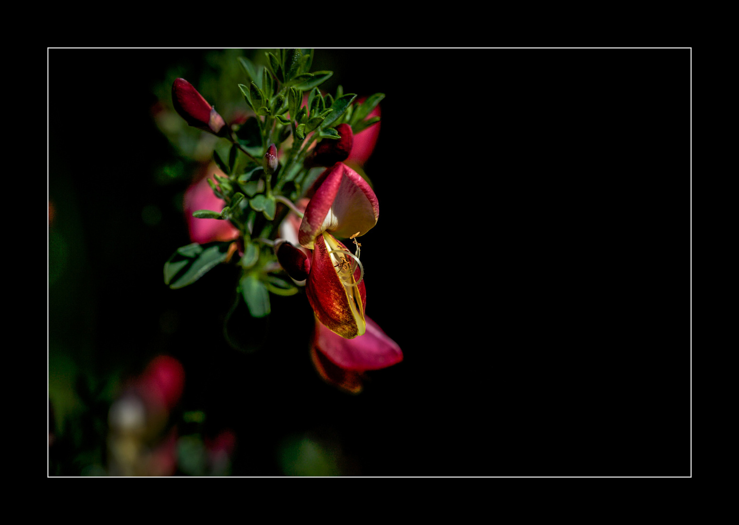 Blüte vom Ginster.