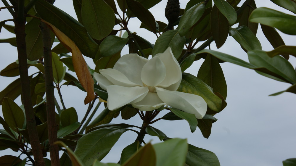 Blüte vom Gummibaum ( Ficus)