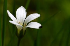 Blüte vom Hornkraut