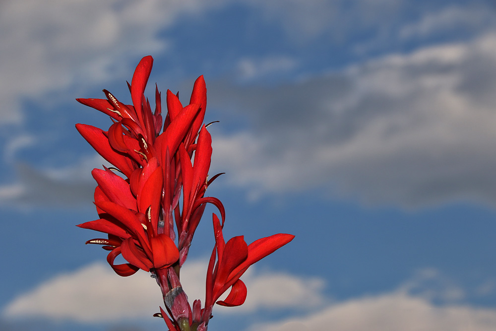 Blüte vom Indischen Blumenrohr