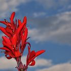 Blüte vom Indischen Blumenrohr