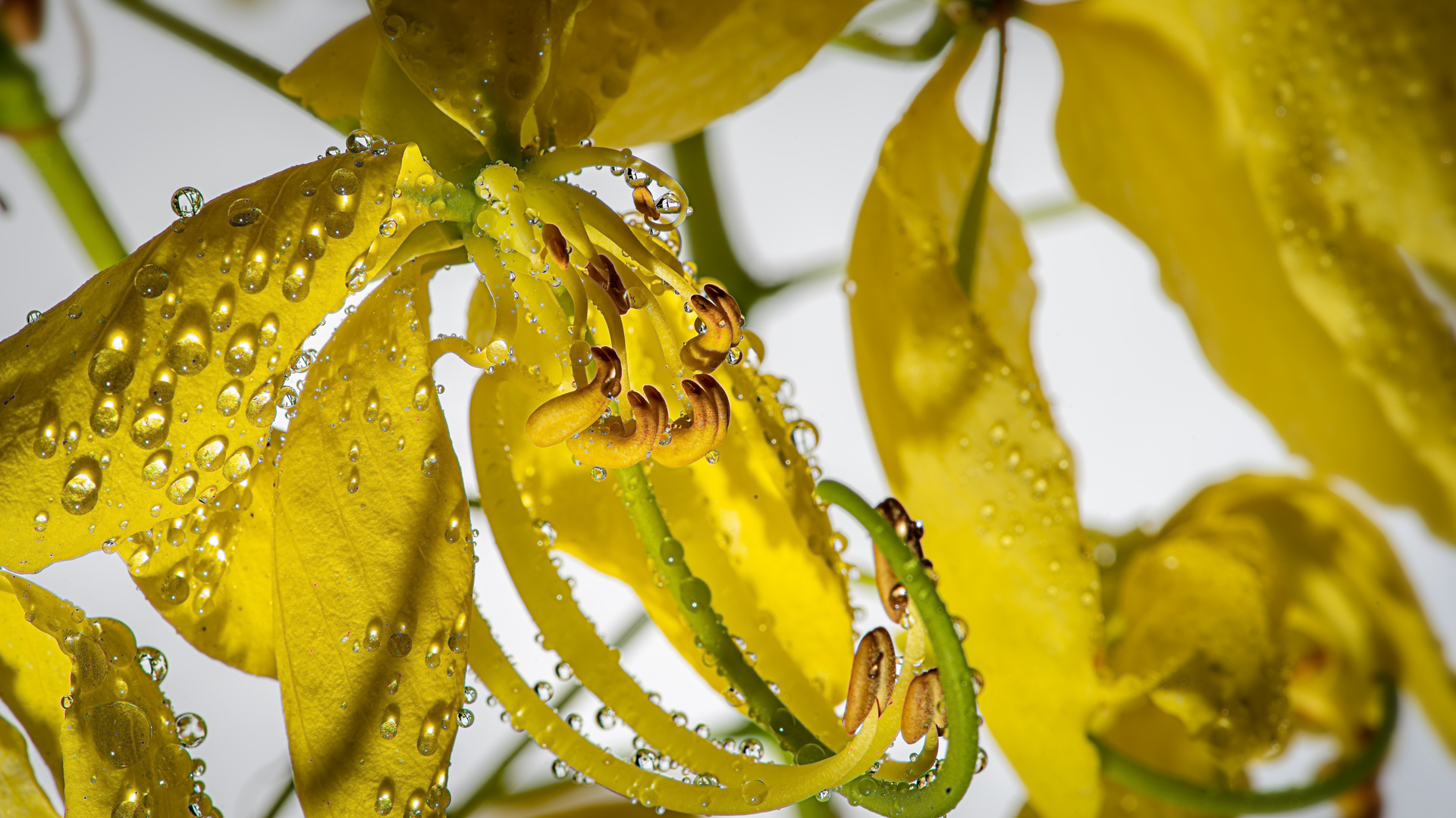 Blüte vom Indischen Goldregenbaum