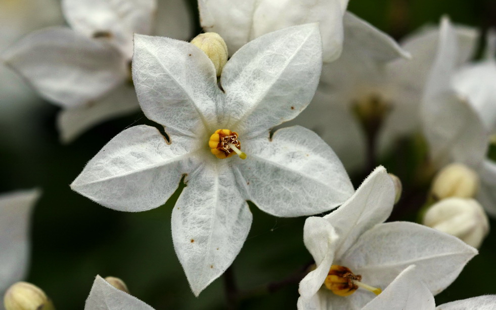 Blüte vom Jasmin* Foto & Bild pflanzen, pilze & flechten, blüten