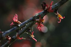 Blüte vom Judasblattbaum (Cercidiphyllum japonica)