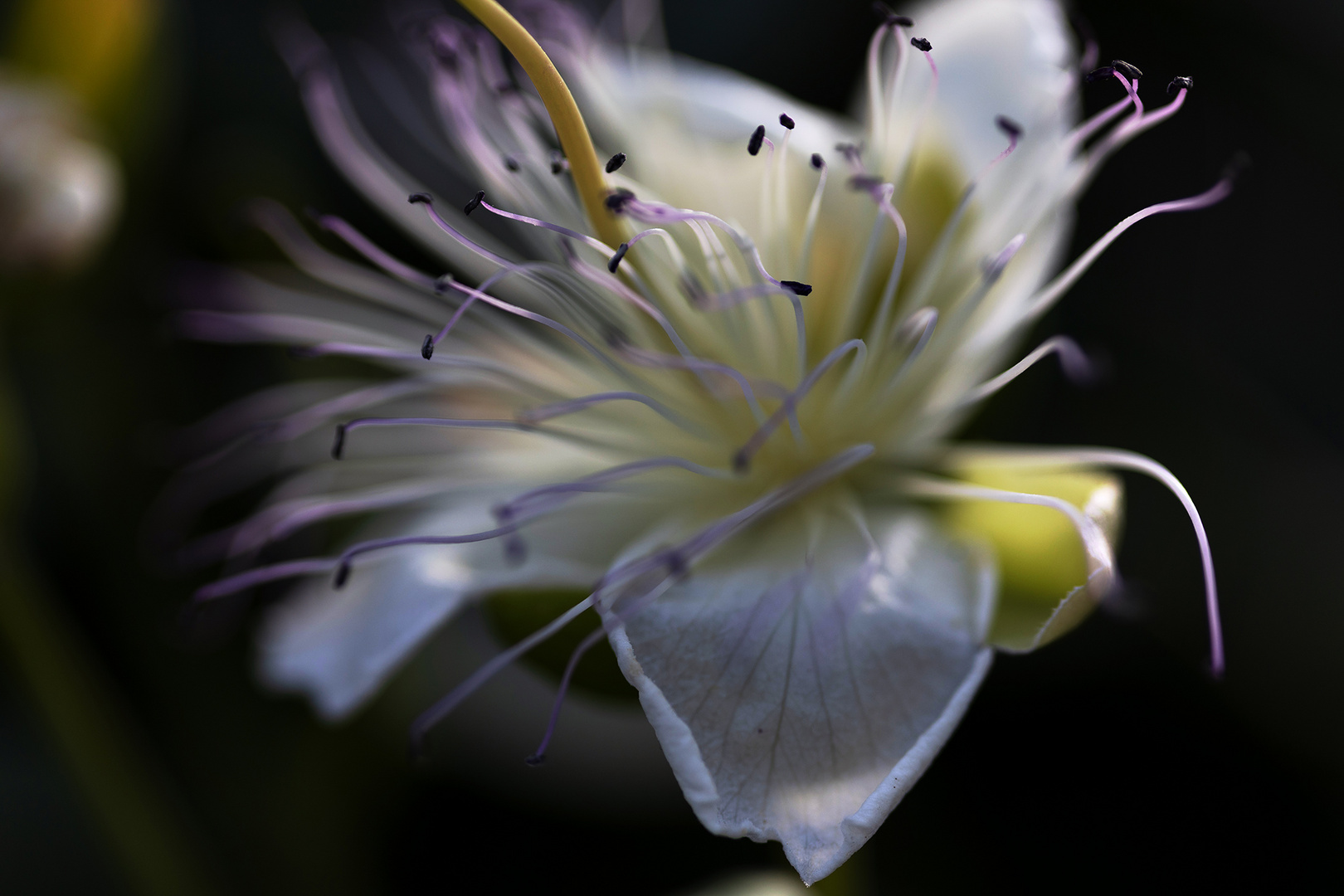 Blüte  vom Kapernstrauch