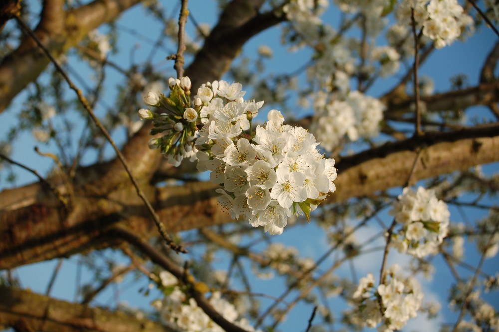 Blüte vom Kirschbaum