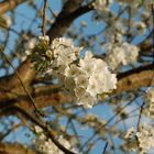 Blüte vom Kirschbaum