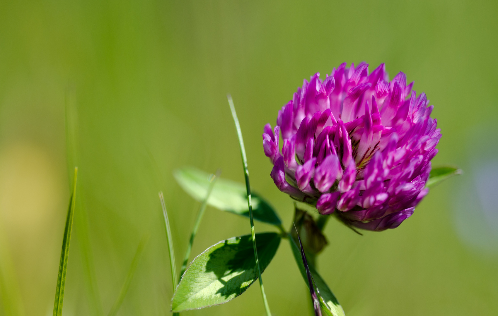 Blüte vom Kleeblatt