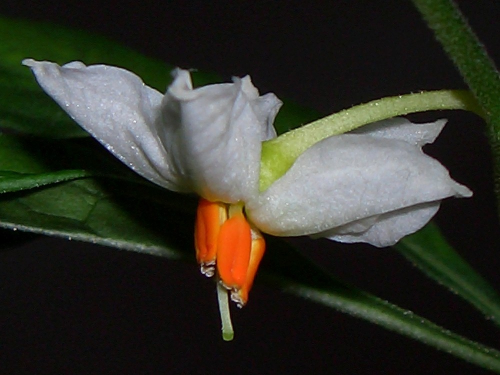 Blüte vom Korallenbäumchen