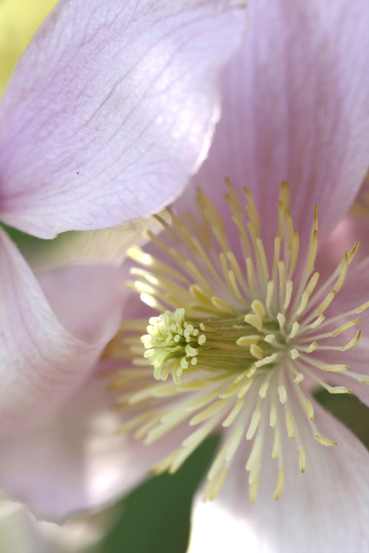 Blüte vom Licht geküsst