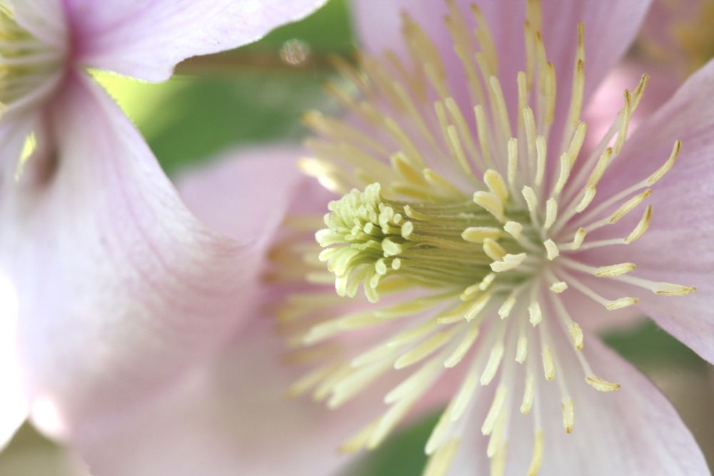 Blüte vom Licht geküsst II