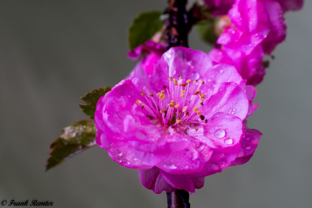 Blüte vom Mandelstrauch