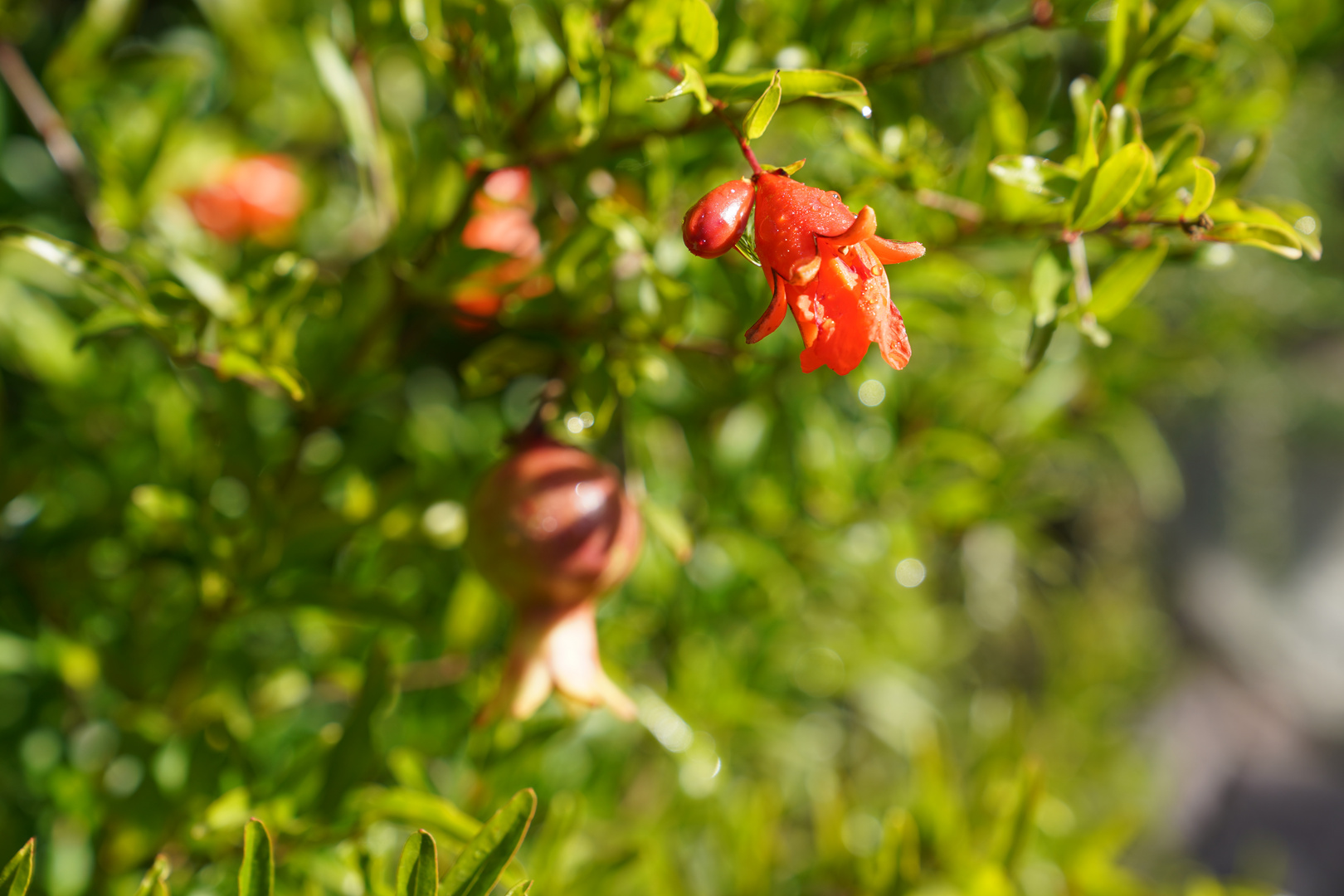 Blüte vom Mini-Granatapfel