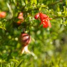 Blüte vom Mini-Granatapfel