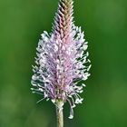 Blüte vom Mittleren Wegerich (Plantago media)