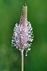 Blüte vom Mittleren Wegerich (Plantago media)