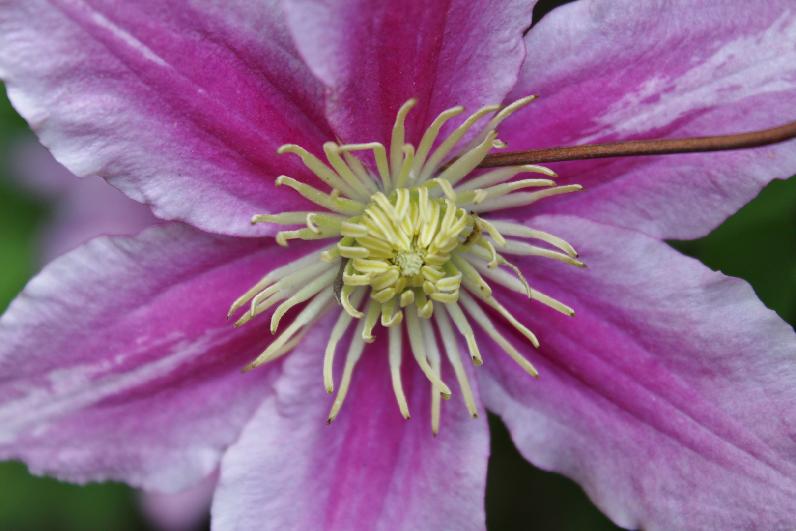 Blüte vom Nachbarn