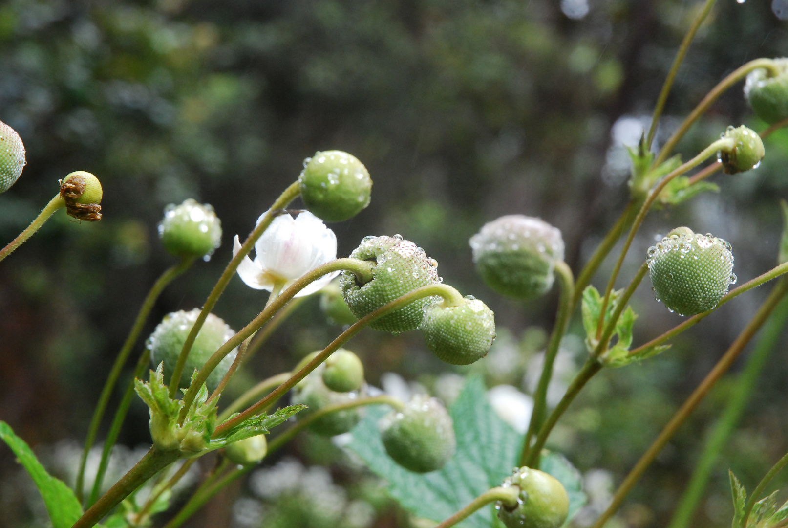 Blüte vom Nebel geküsst