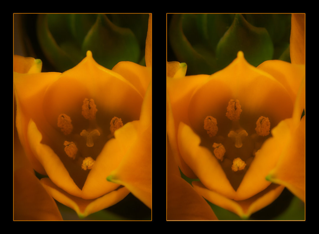 Blüte vom orangefarbenem Milchstern (Kreuzblick-3D)