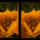 Blüte vom orangefarbenem Milchstern (Kreuzblick-3D)