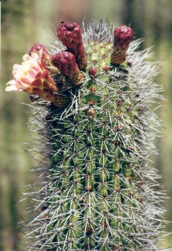 Blüte vom Organ Pipe Kaktus