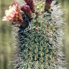 Blüte vom Organ Pipe Kaktus