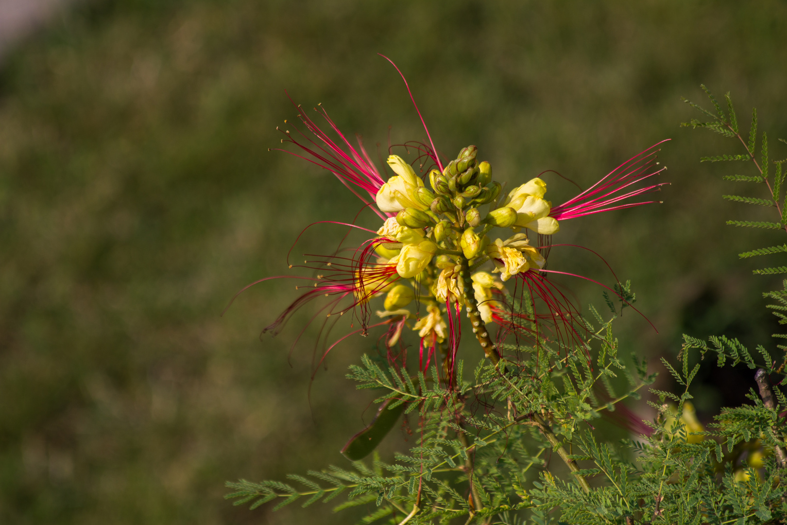 Blüte vom Paradiesvogelbusch