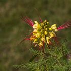 Blüte vom Paradiesvogelbusch