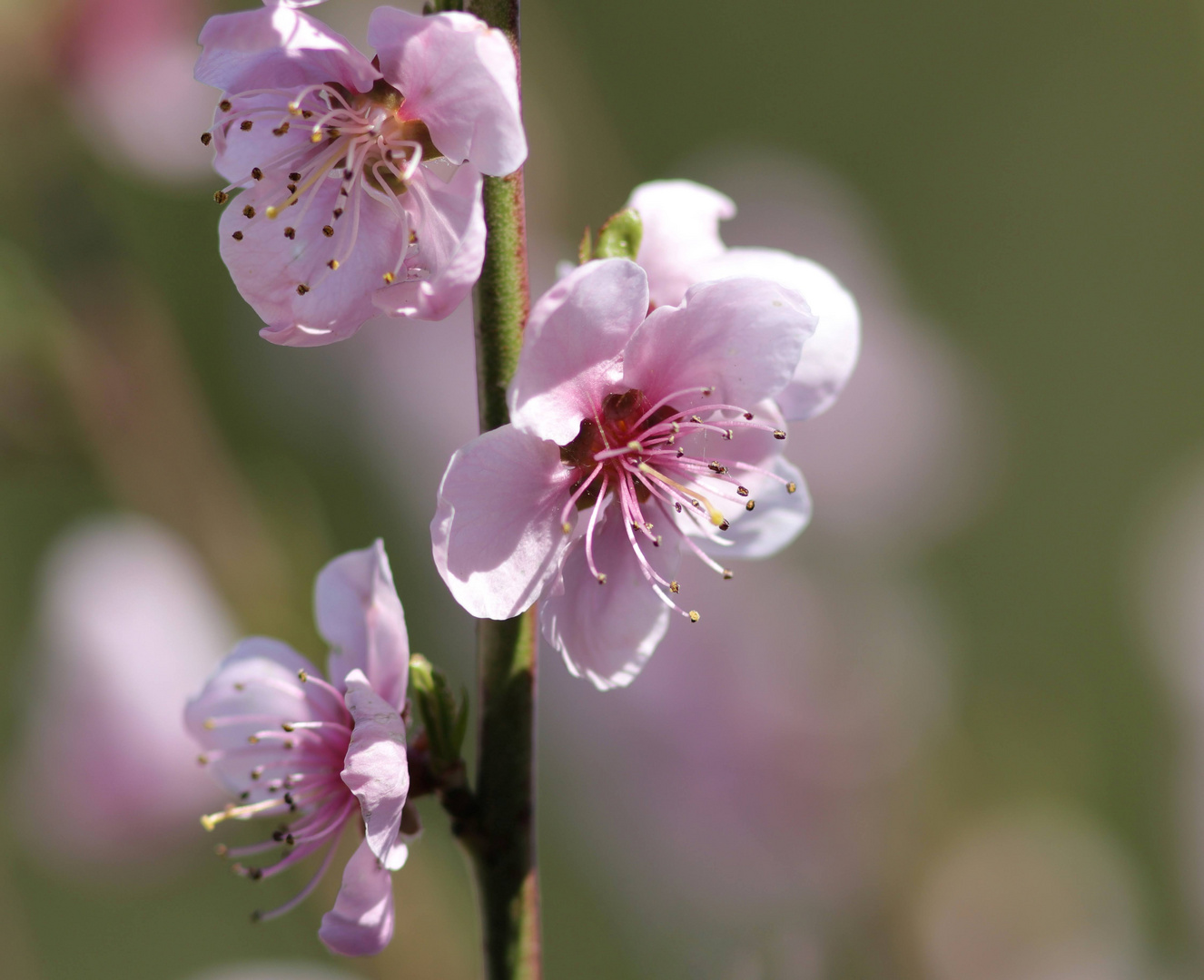 Blüte vom Pfirsich Baum