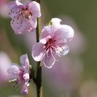 Blüte vom Pfirsich Baum