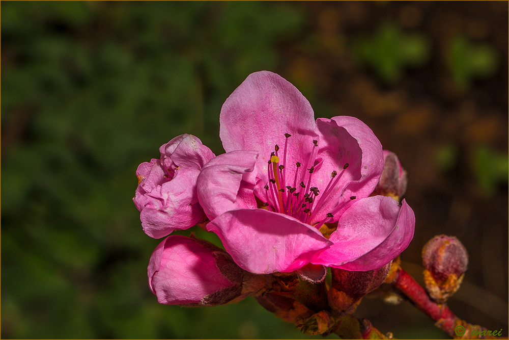 Blüte vom Pfirsich