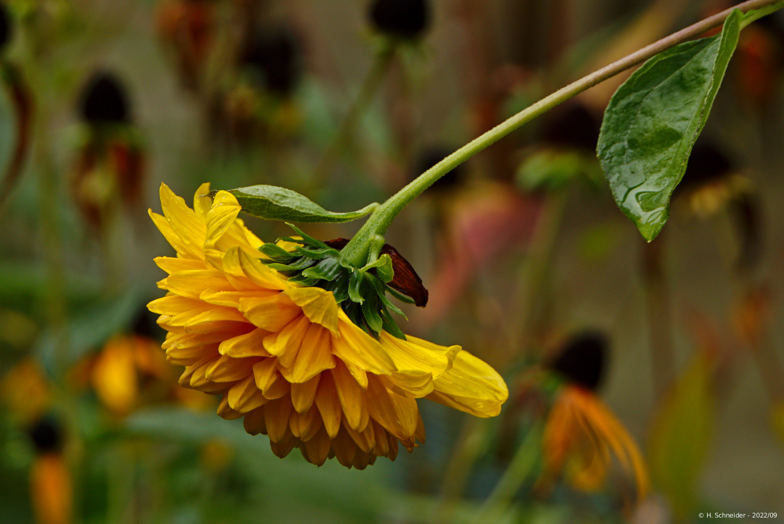 Blüte vom Regen gebeugt