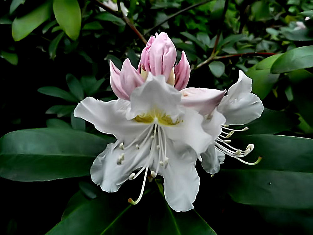 Blüte vom Rhododendron