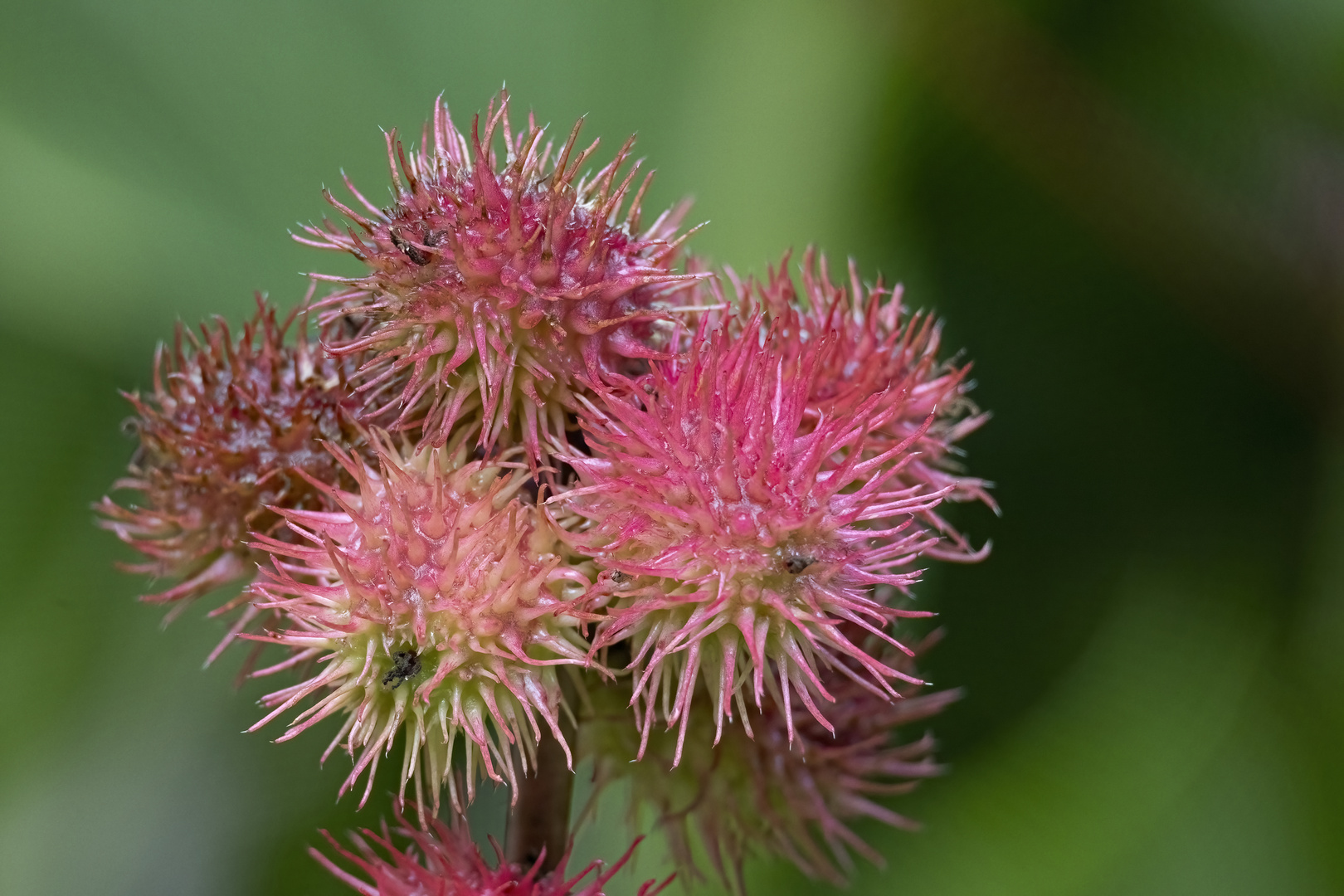 Blüte vom Rizinusbaum