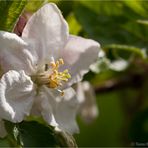 Blüte vom roten Boskop.....