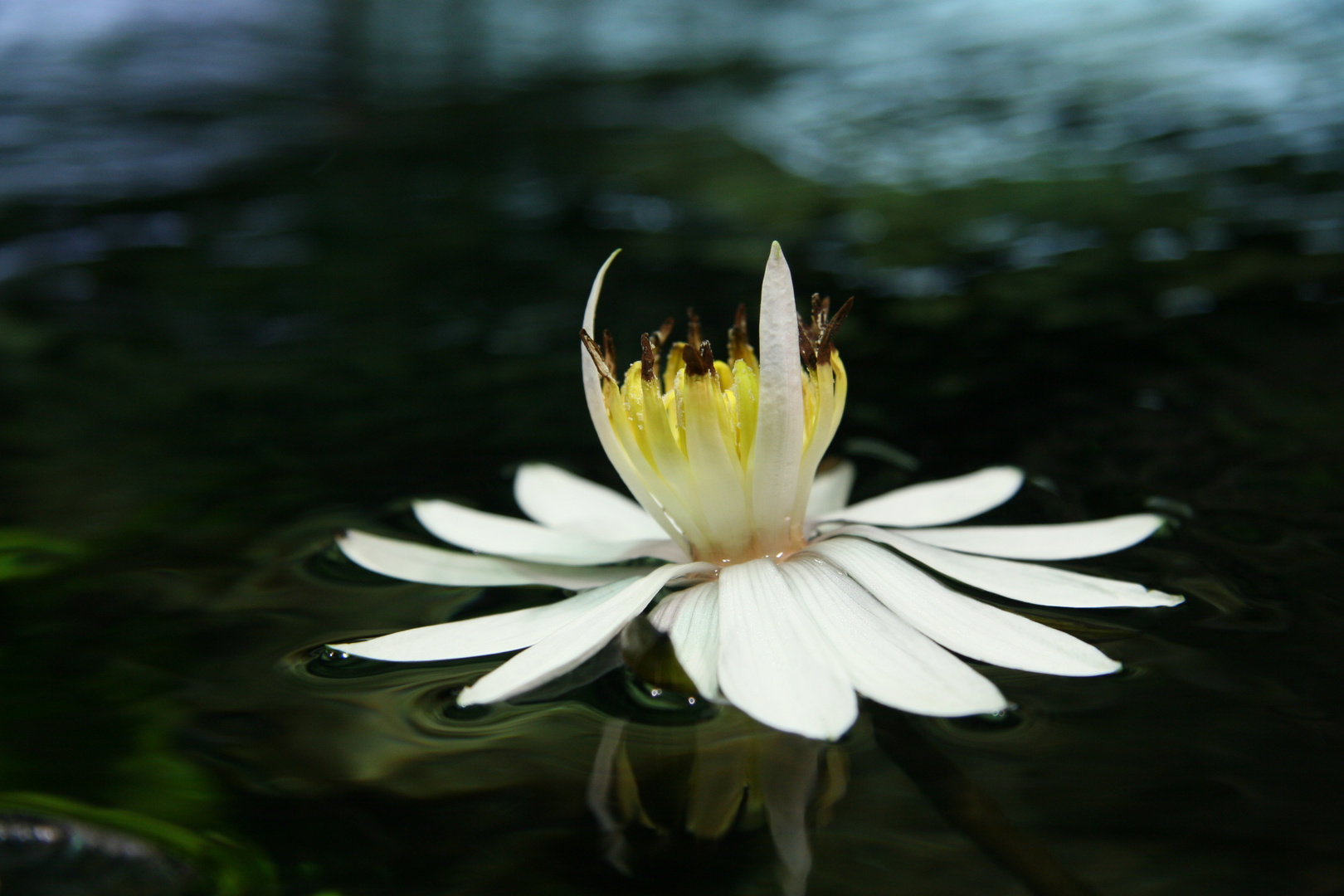 Blüte vom roten Tigerlotus