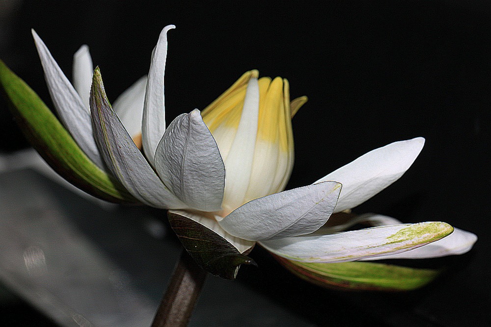 Blüte vom roten Tigerlotus,(Nymphaea lotus)