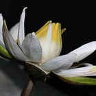 Blüte vom roten Tigerlotus,(Nymphaea lotus)