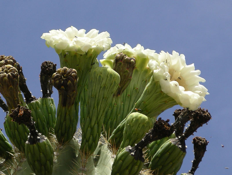 Blüte vom Saguara