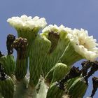 Blüte vom Saguara