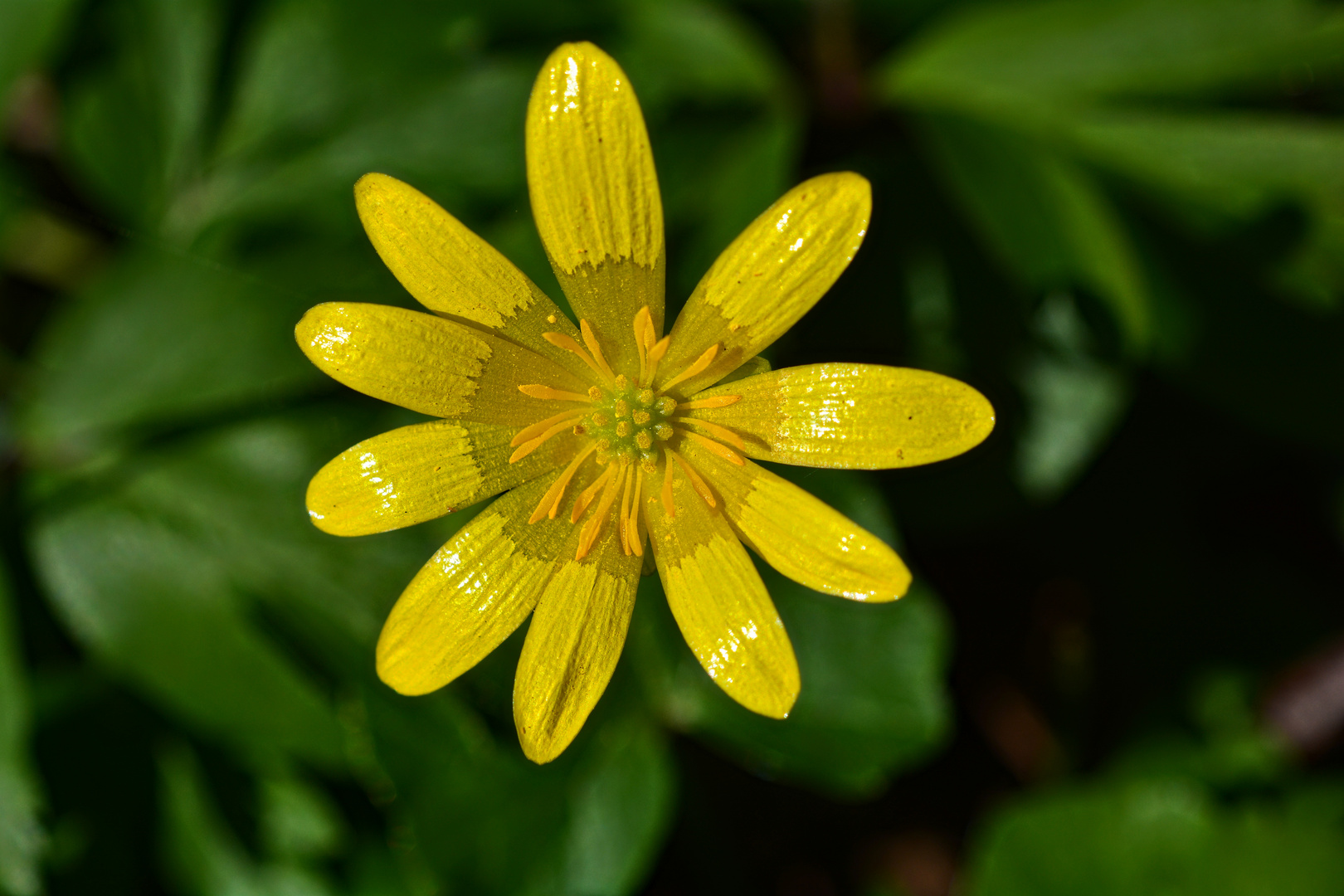 Blüte vom Scharbockskraut