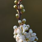 Blüte vom Schwarzdorn ...